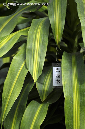 ����ľҶ��