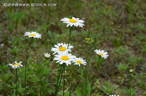 �ݵ��ϵ�Ұ�ջ�