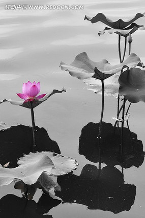 ������ɻ�