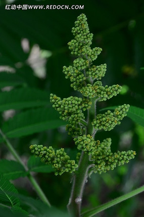 ���Ƕ��ʻ�