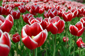 ���˫ɫ������