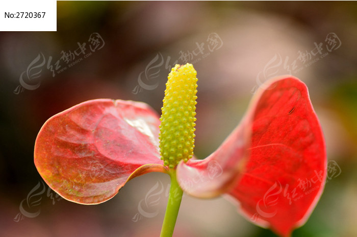 红掌的花蕊图片