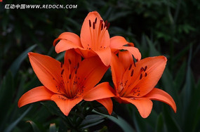 �����İٺ�