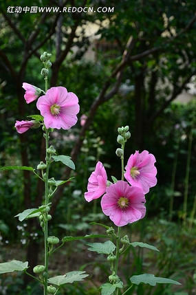 ���ŵĿ���