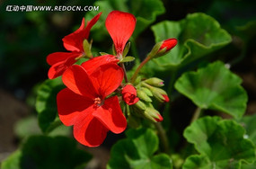 ���ٳ���