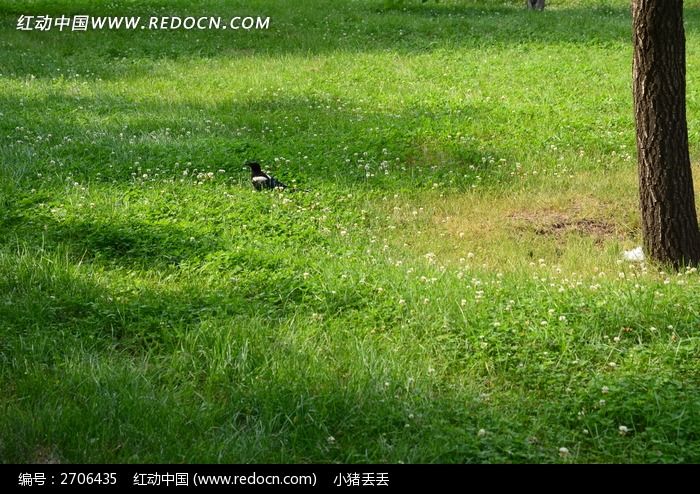 绿油油的草地图片