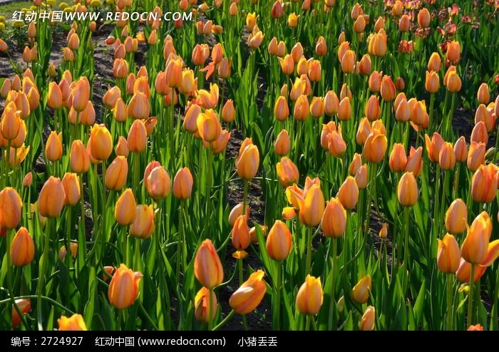 �����Ļ�ɫ�����㻨��ͼƬ