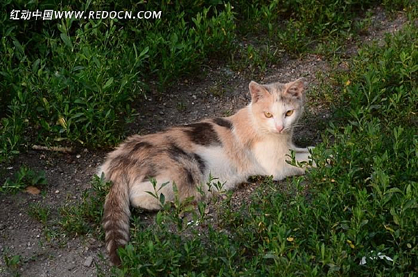 �ݵ��ϵ�è��