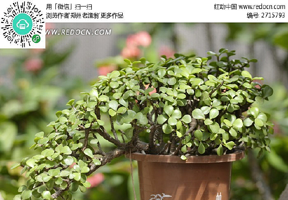 ���Խ�֦��Ҷ