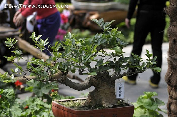 ����ֲ���辰