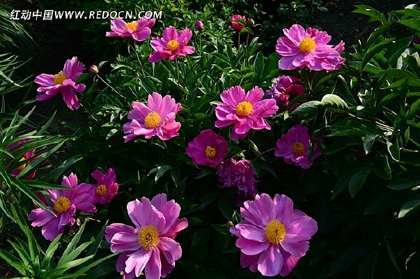 Ⱥ�����޻�����