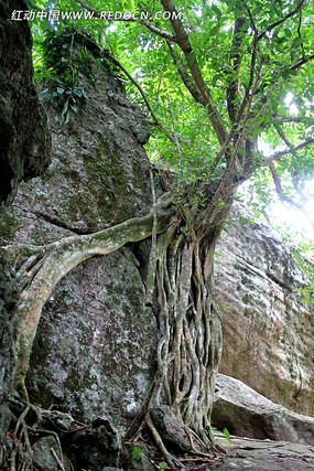 ʯ���ϵ�����