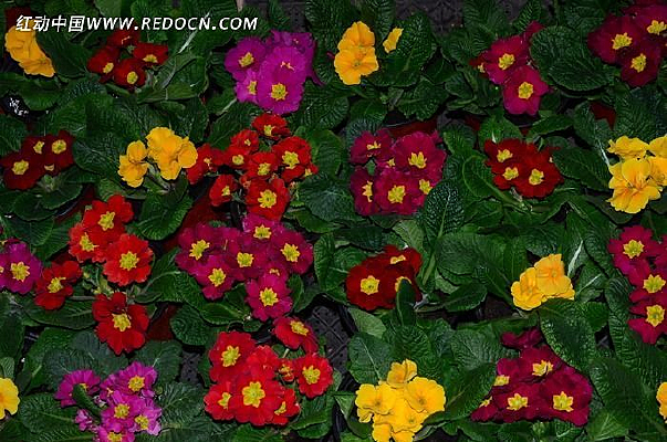 ������ɫ��Ұ�ջ�