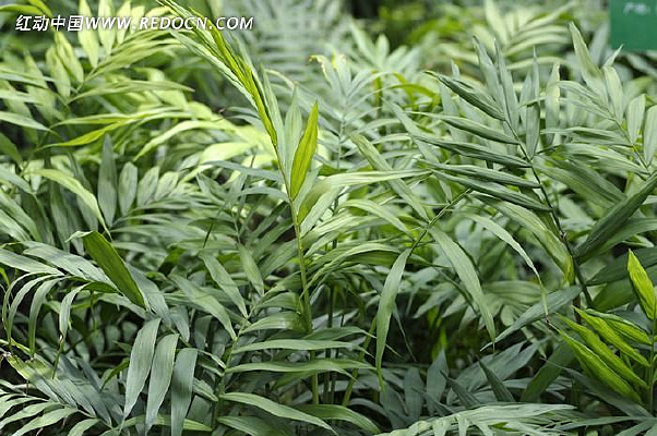 袖珍椰子图片_植物_编号8086591_红动中国