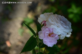 Ѥ�����������