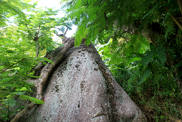 ������ʯͷ�ϵ�ֲ��