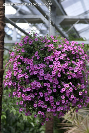 ��ɫ����