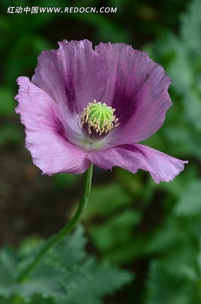 ��ɫ������