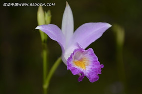 ��ɫ�İٺϻ�