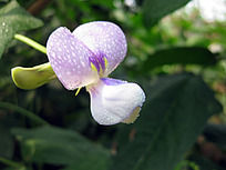 ˮ