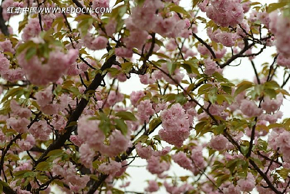 ��ï��ӣ��