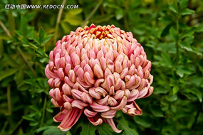 ��ɫ�Ȼ���