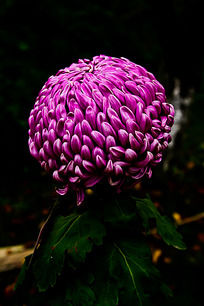 ��ɫ�����