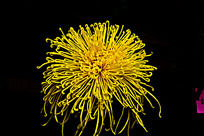 ��ɫ��˿��