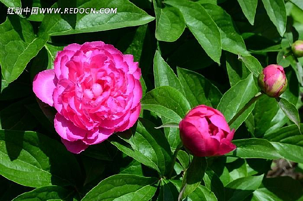 ������ҩ��