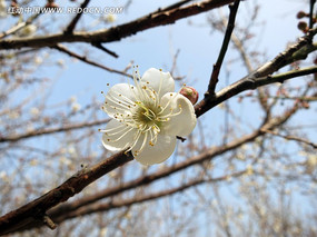 ����÷��