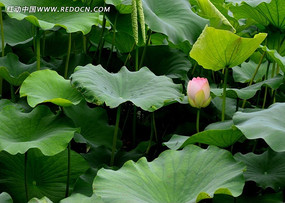 �����ĺɻ�