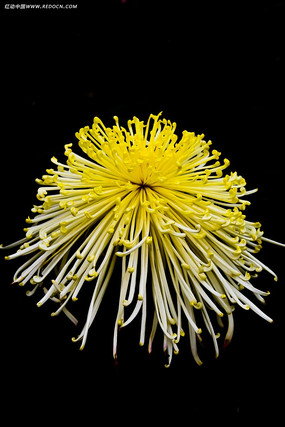 ��ɫ�Ȼ���