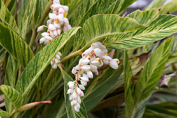 ��ɫ���仨��ֲ