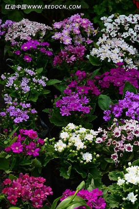 ������ɫ�ʻ�