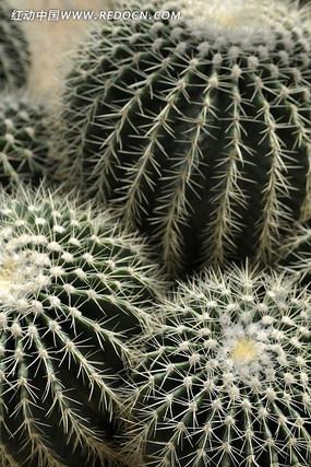 ����ֲ��������