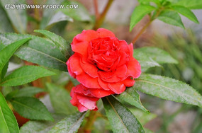 ���ɻ�ֲ��