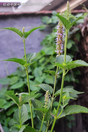 合香植物