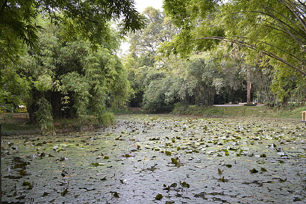 ������Ҷ