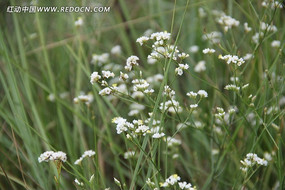 ɽ�ϰ�ɫС��