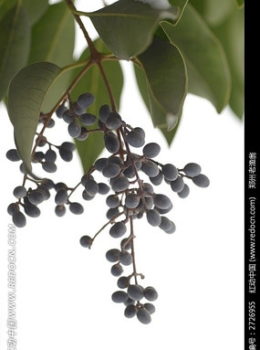 ��ɫԲ����