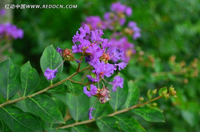 ��ɫ���պ�