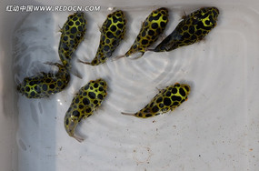 �ÿ�����