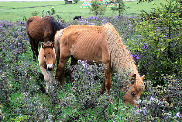 ������ԭ