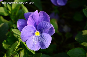 ������ɫ��