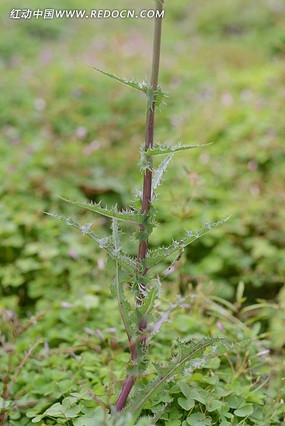 �ѹ�Ӣ��֦��