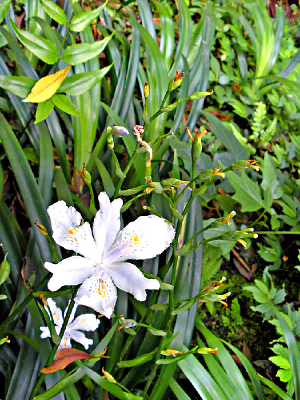 �ݱ�����