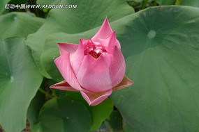 ���������ɻ�