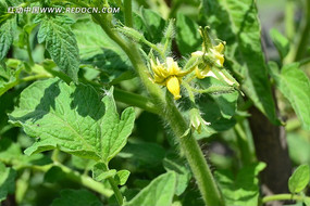 ���������ƻ�