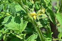 ���������ƻ�