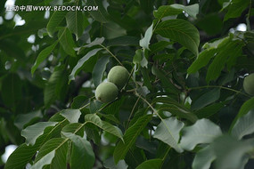 ��ɬ����